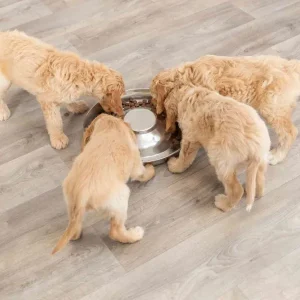 Cachorros comiendo de un comedero antivoracidad de acero inoxidable para promover una alimentación saludable y prevenir la ansiedad