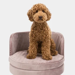 Perro pequeño de raza poodle sentado en un sofá para perros pequeños de terciopelo marrón con patas de madera elegantes, mostrando comodidad y diseño moderno