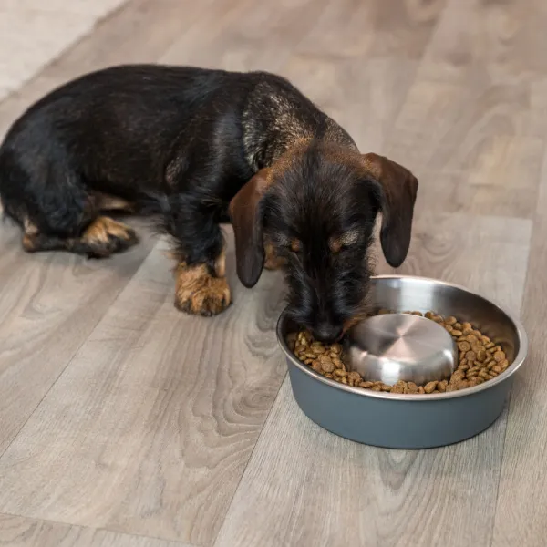 Cachorro comiendo de un comedero antivoracidad para perros, ideal para prevenir la ingesta rápida y promover una digestión adecuada