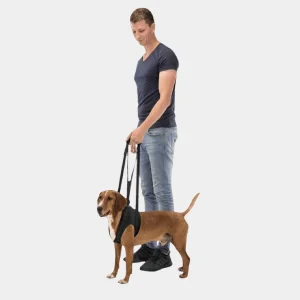 Hombre ayudando a su perro a caminar con un andador de soporte para perros, ideal para la recuperación de movilidad y asistencia en el paseo