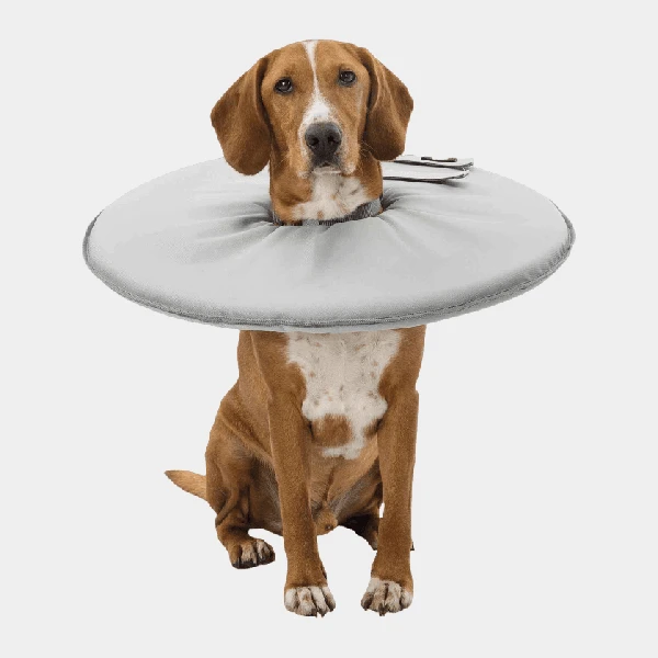 Perro con collar cervical protector en tono gris, ideal para prevenir el rascado y lamer de heridas