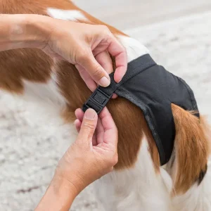 Manos ajustando una braguita de color negro a un perro, mostrando el cierre de velcro y la ajustabilidad del accesorio higiénico para mascotas