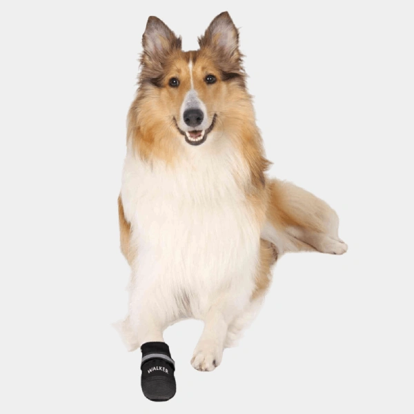 Collie de pelo largo luciendo una bota protectora para perros Walker Care en su pata delantera, destacando la comodidad y el ajuste seguro para todas las razas