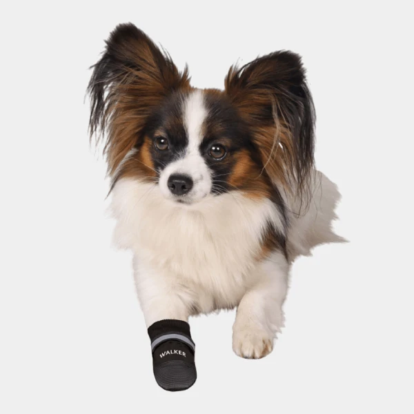 Papillon tricolor posando con una bota protectora para perros Walker, mostrando estilo y protección para las patitas caninas