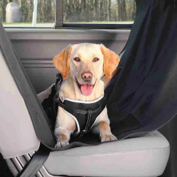 Perro feliz con arnés de seguridad sentado en el asiento trasero del coche cubierto con una funda protectora negra, protegiendo la tapicería y proporcionando confort al canino