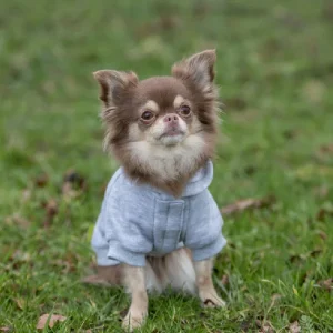 Chihuahua con sudadera gris para perros pequeños – Moda y confort Chihuahua sentado en el césped llevando una sudadera gris con capucha, perfecta para perros pequeños. Ideal para mantener a tu mascota abrigada y estilosa
