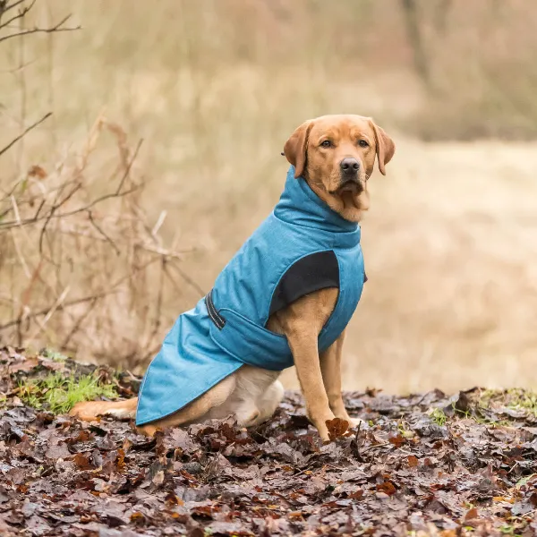Perro sentado en el campo usando un abrigo de invierno azul, ideal para proteger a las mascotas del frío y la lluvia durante paseos al aire libre