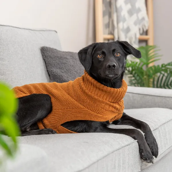 Perro negro con jersey de lana marrón, descansando en un sofá gris, diseñado para proporcionar calidez y comodidad durante los días fríos