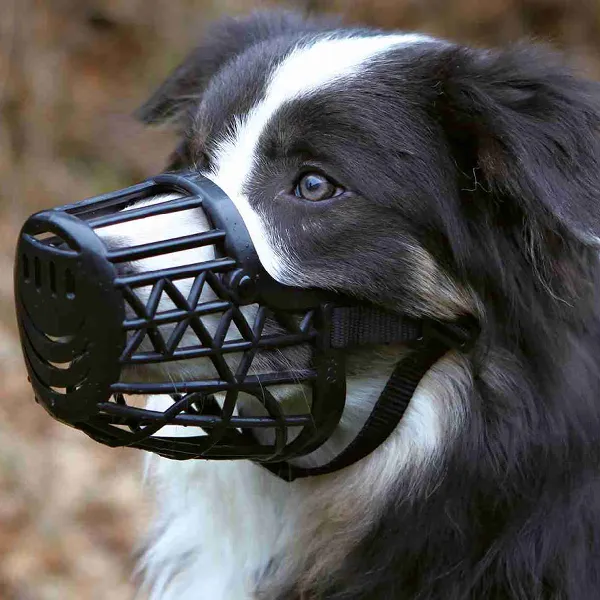 Perro usando un bozal de plástico ajustable, diseñado para seguridad y comodidad