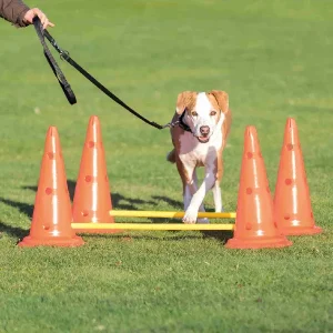 Perro realizando entrenamiento canino con accesorios, saltando sobre obstáculos de conos naranjas y barras amarillas en un campo verde, guiado por su dueño con una correa