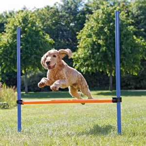 Perro saltando una barra ajustable en un juego de entrenamiento para perros
