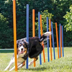 Perro corriendo a través de un set de slalom para perros, compuesto por 12 postes ajustables en un jardín