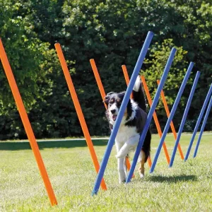 Perro realizando ejercicios de agilidad con un set de slalom para perros en el jardín, compuesto por 12 postes de colores ajustables