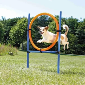Perro practicando agility canino, saltando a través de un aro ajustable en un set de entrenamiento al aire libre