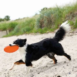 Perro corriendo en la playa con un disco volador para perros de caucho termoplástico (TPR) en color naranja