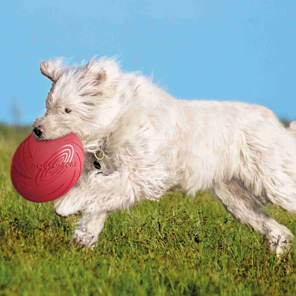 Perro blanco corriendo en el campo mientras juega con un frisbee para perros de caucho natural color rojo
