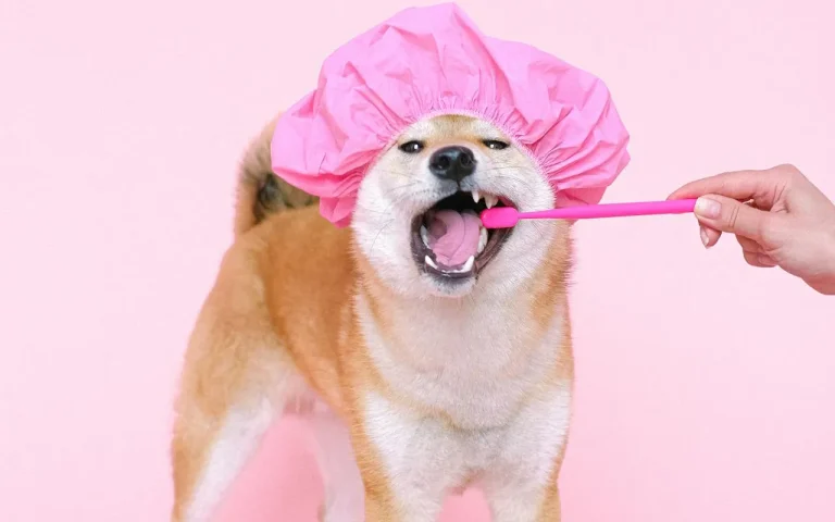 Un perro con un gorro de baño rosa está siendo cepillado con un cepillo de dientes rosa.