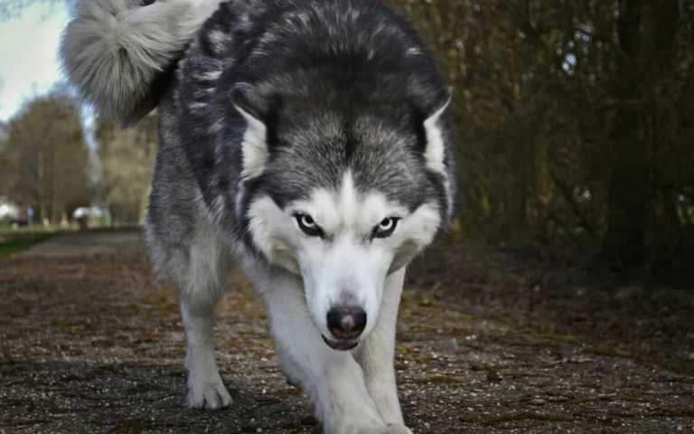 Husky con expresión seria y postura baja, caminando por un sendero, mostrando señales de agresividad