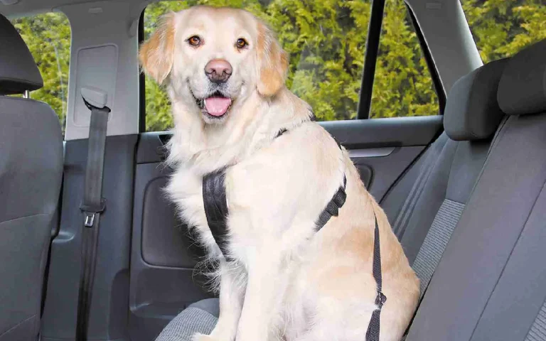 Perro sentado en el asiento trasero de un coche, asegurado con un arnés de seguridad