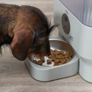 Perro comiendo en un comedero para perros automático con cuenco de acero inoxidable Perro pequeño alimentándose en un comedero para perros automático con cuenco de acero inoxidable