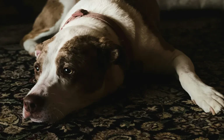 Perro acostado en el suelo con mirada triste, posible síntoma de depresión postvacacional en mascotas