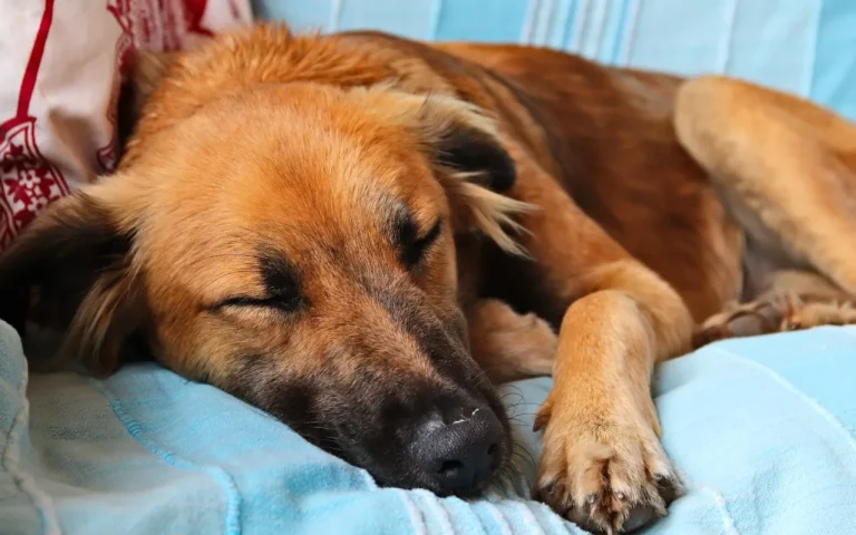 Perro durmiendo profundamente en el sofá, mostrando cómo los perros sueñan cuando duermen.