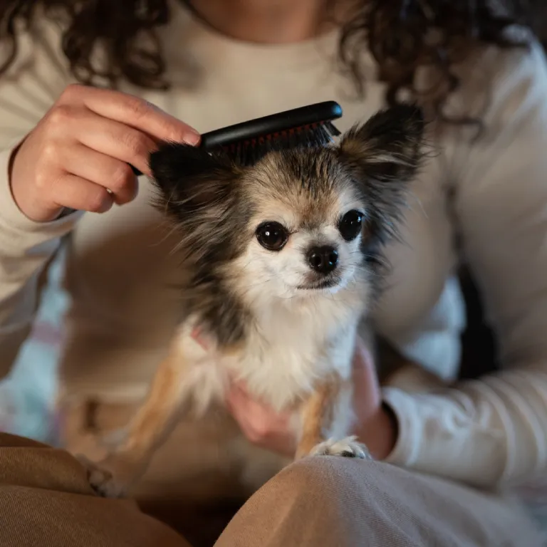 Persona cepillando a un perro pequeño para reducir la cantidad de pelos en la casa y mantener el hogar limpio