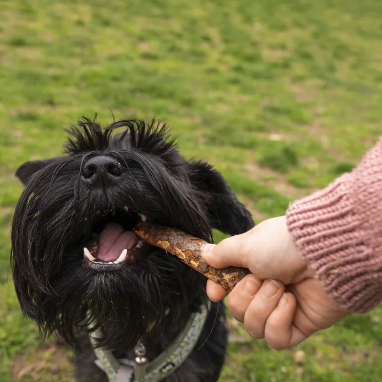 Perro recibiendo un premio mientras practica el adiestramiento con correa, utilizando refuerzo positivo en un entorno al aire libre